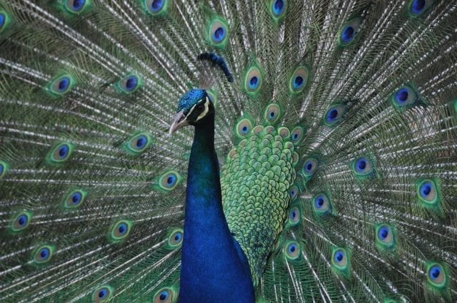 Peacock - Rodini Park In Rhodes