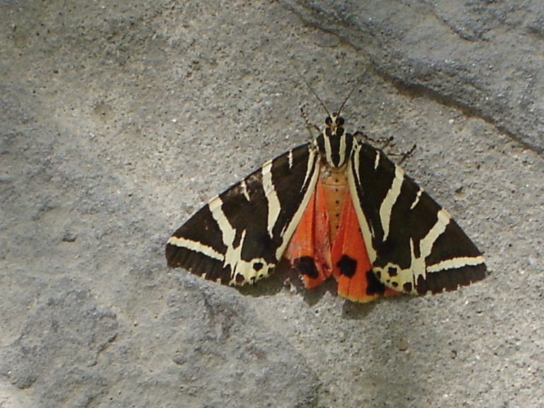 Embrace The Butterfly Valley in Rhodes Complete Tour